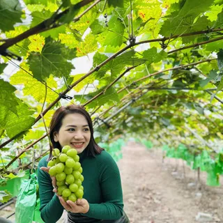 Vườn nho xanh nguồn hàng thật của Thắng Anh