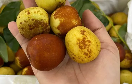 Táo tàu tươi (hộp)